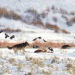 A wolf chases magpies and ravens from an elk carcass near Soda Butte, Yellowstone National Park. © Jim Peaco