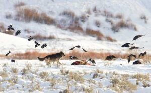A wolf chases magpies and ravens from an elk carcass near Soda Butte, Yellowstone National Park.  

© Jim Peaco