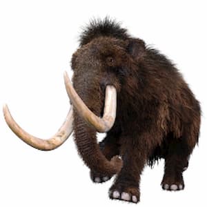 Woolly Mammoths and Neanderthals May Have Shared Genetic Traits