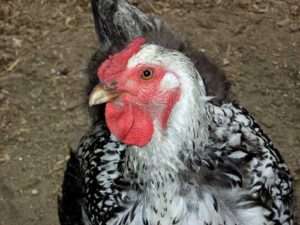 Photo courtesy of UAF Cooperative Extension Service
Upcoming workshops will cover the basics of starting and managing a flock of chickens, which might include birds like this handsome Wyandotte.