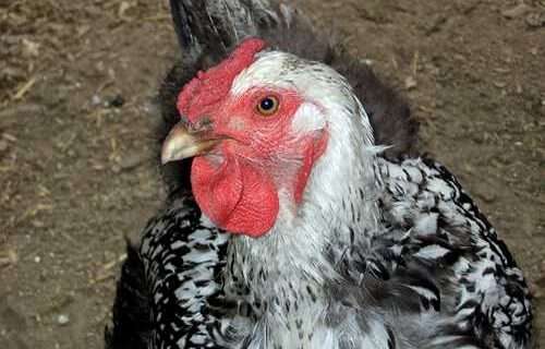 Learn the basics of raising chickens in hands-on workshops