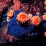 Carbon-rich waters are becoming even more acidic as atmospheric CO2 levels rise Orange cup corals, pictured growing on rocks above, are native to the Pacific Ocean. As they grow, corals incorporate minerals from seawater, leaving a valuable historical record in their skeletons. In this University of Washington-led study, researchers compare preindustrial corals to modern specimens to show how quickly the ocean is acidifying.Bob Evans